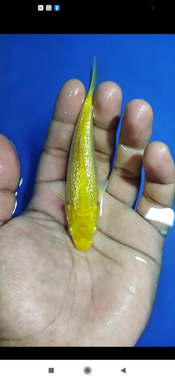 Juara 5