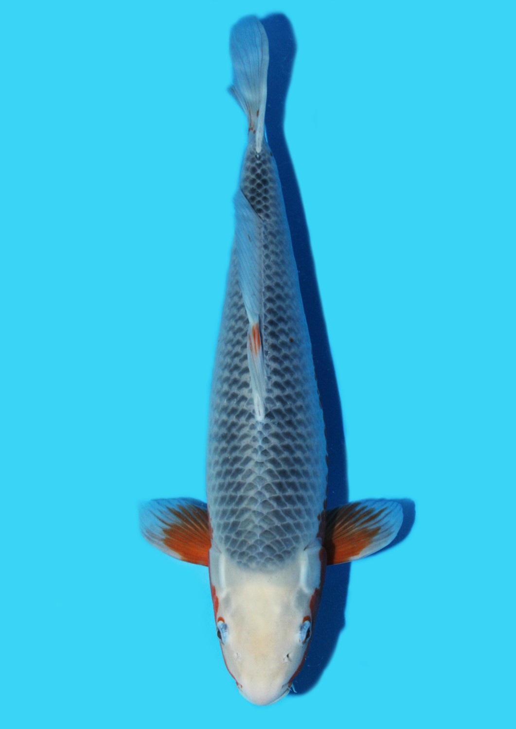 Juara 2
