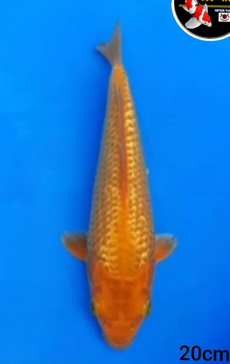 Ikan Koi Kinginrin C