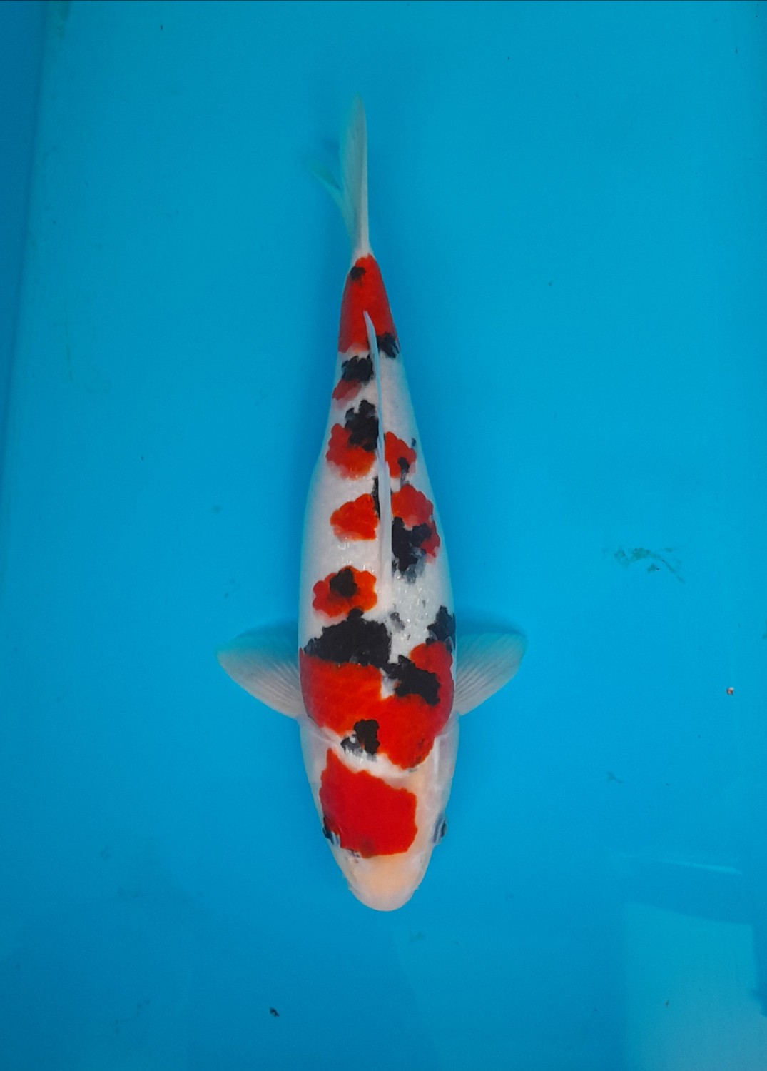 Juara 5
