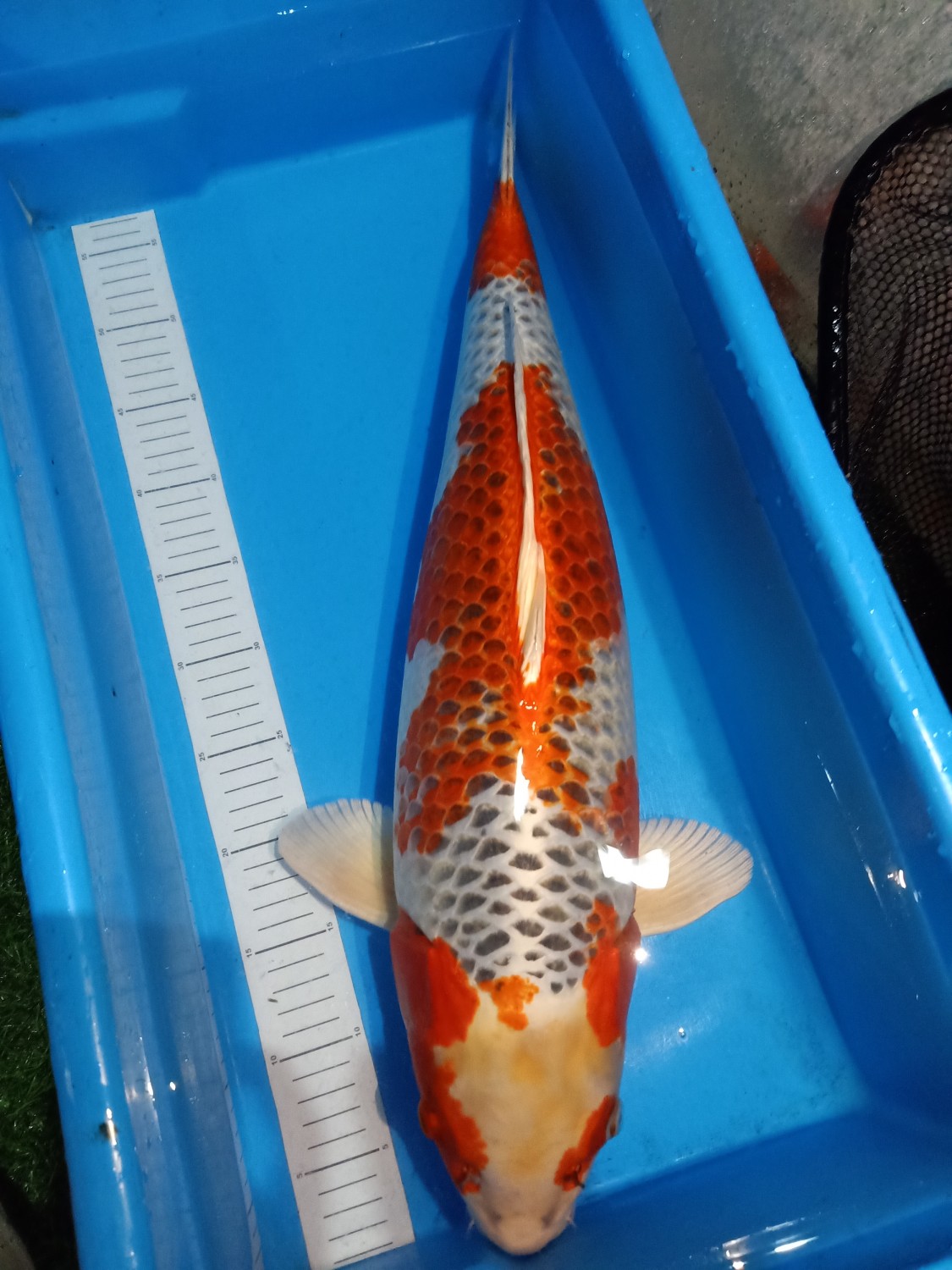 Juara 3