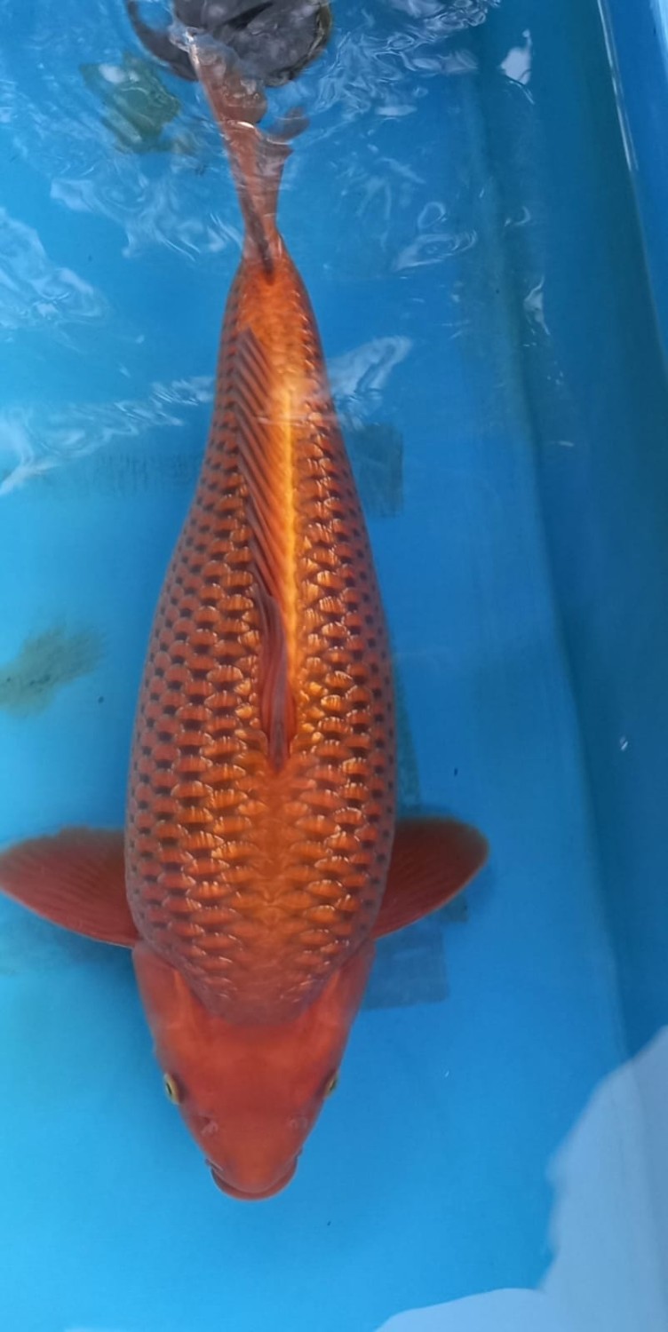 Juara 4