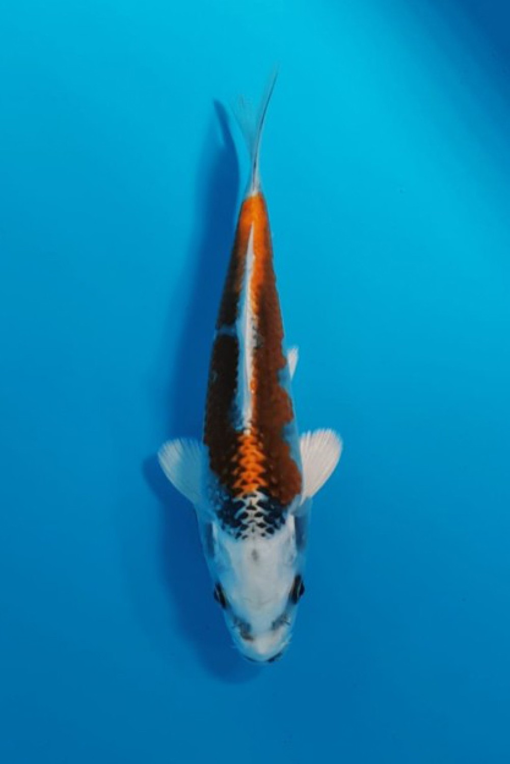 Juara 5