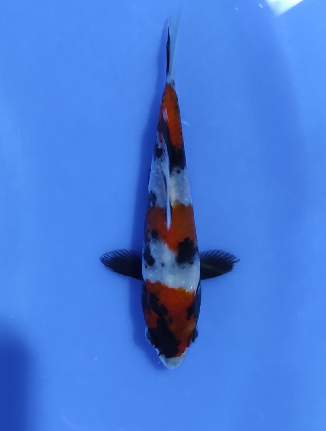 Juara 5