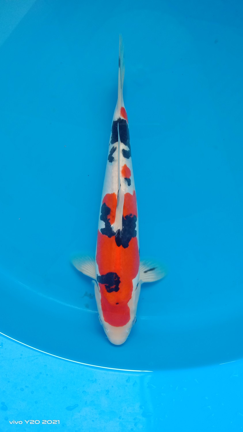 Juara 3