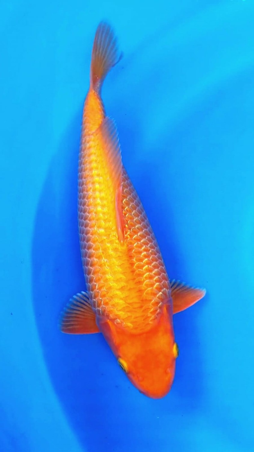 Juara 1