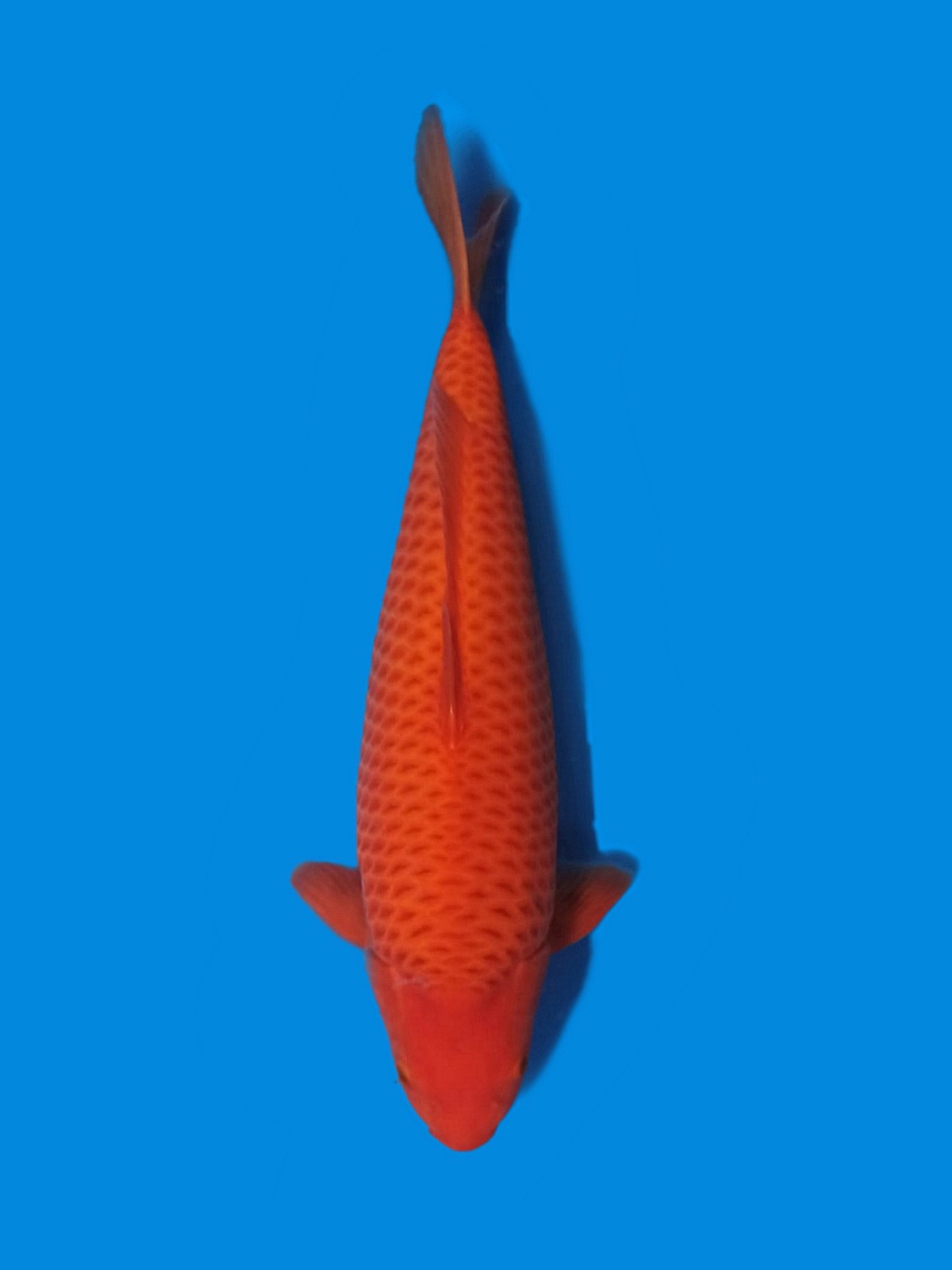 Juara 1