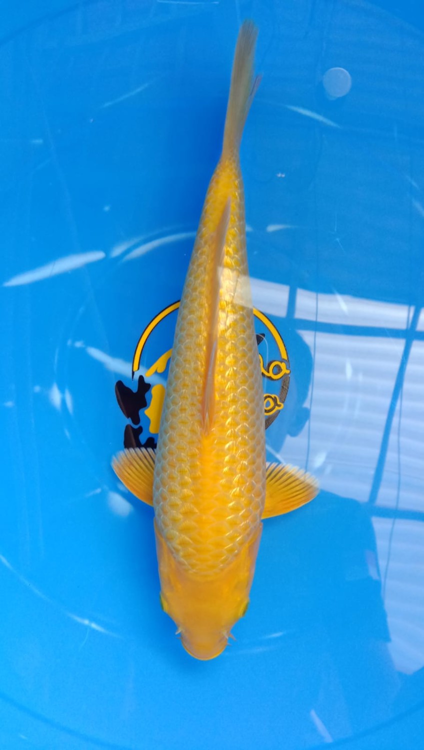 Juara 4