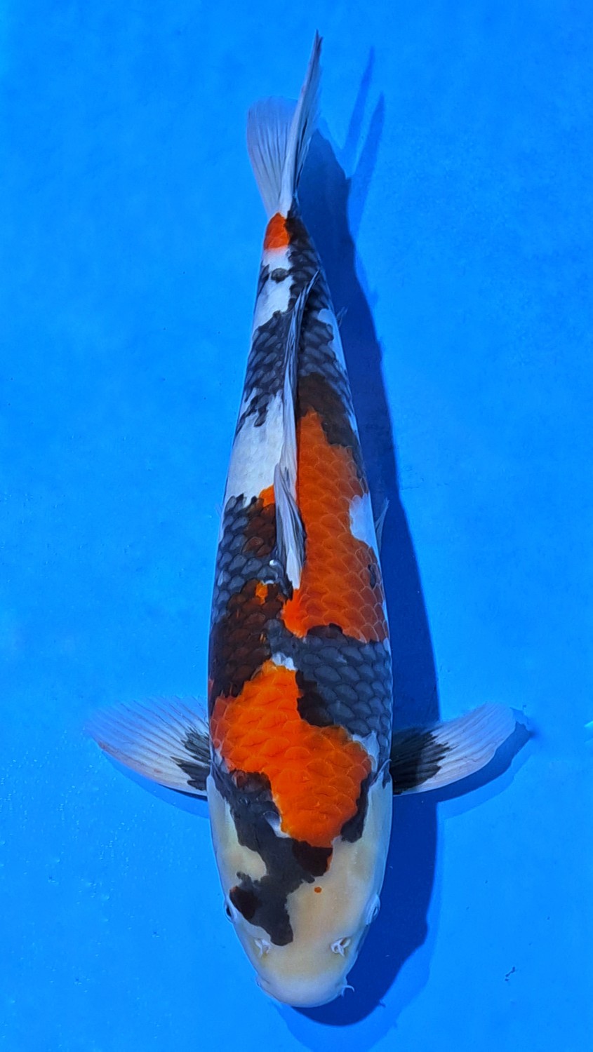 Juara 1