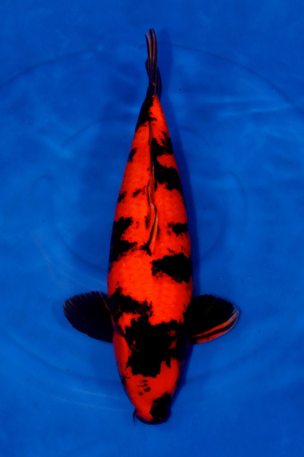 Juara 2