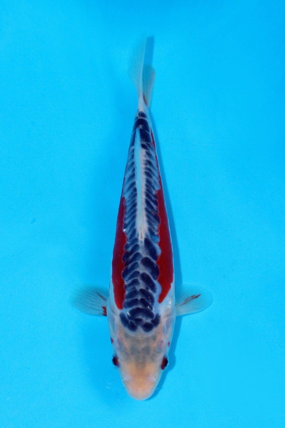 Juara 1