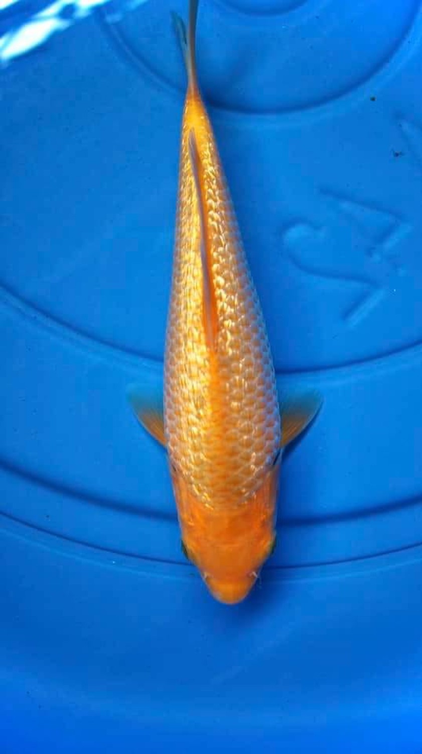 Juara 4
