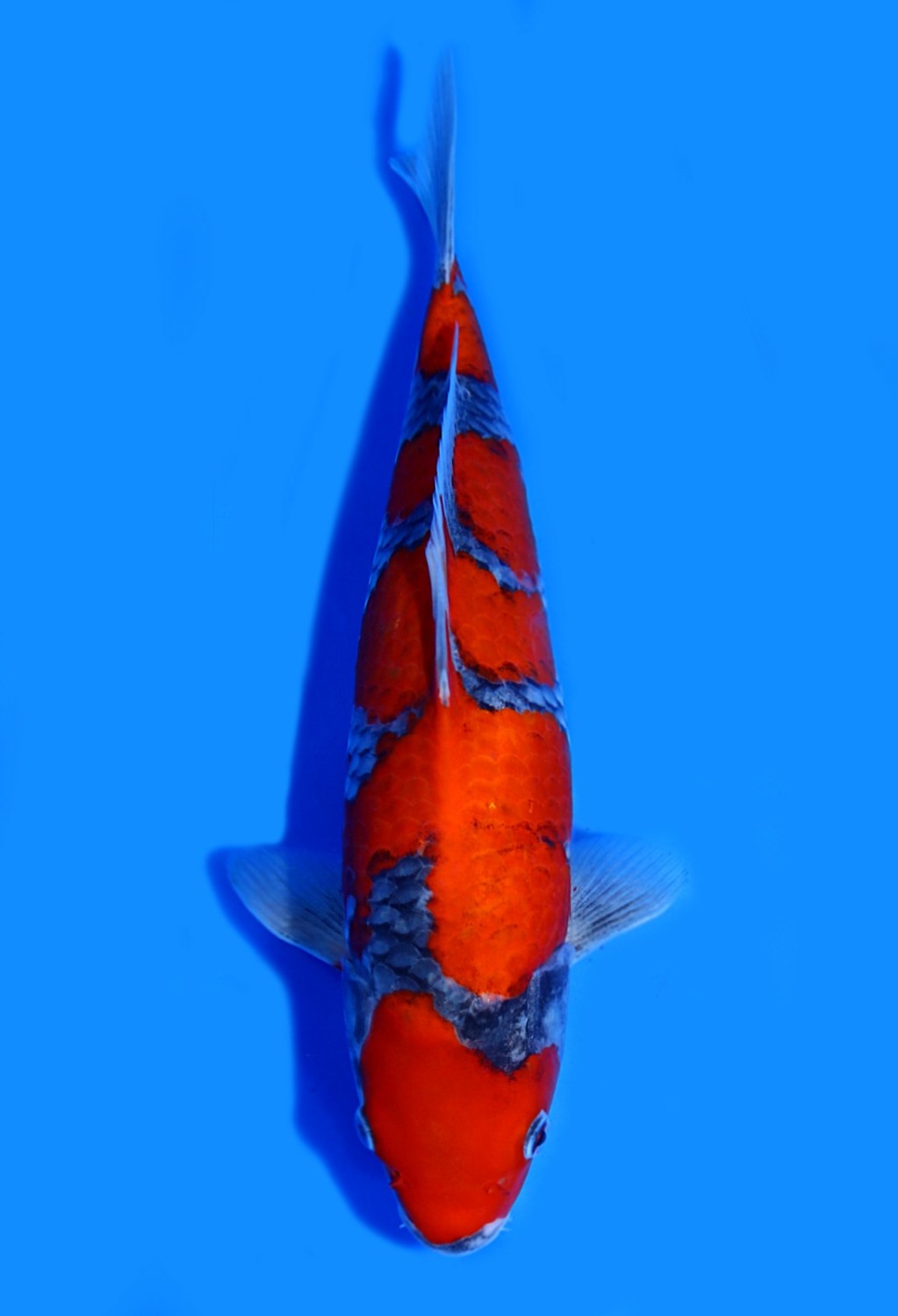 Juara 1