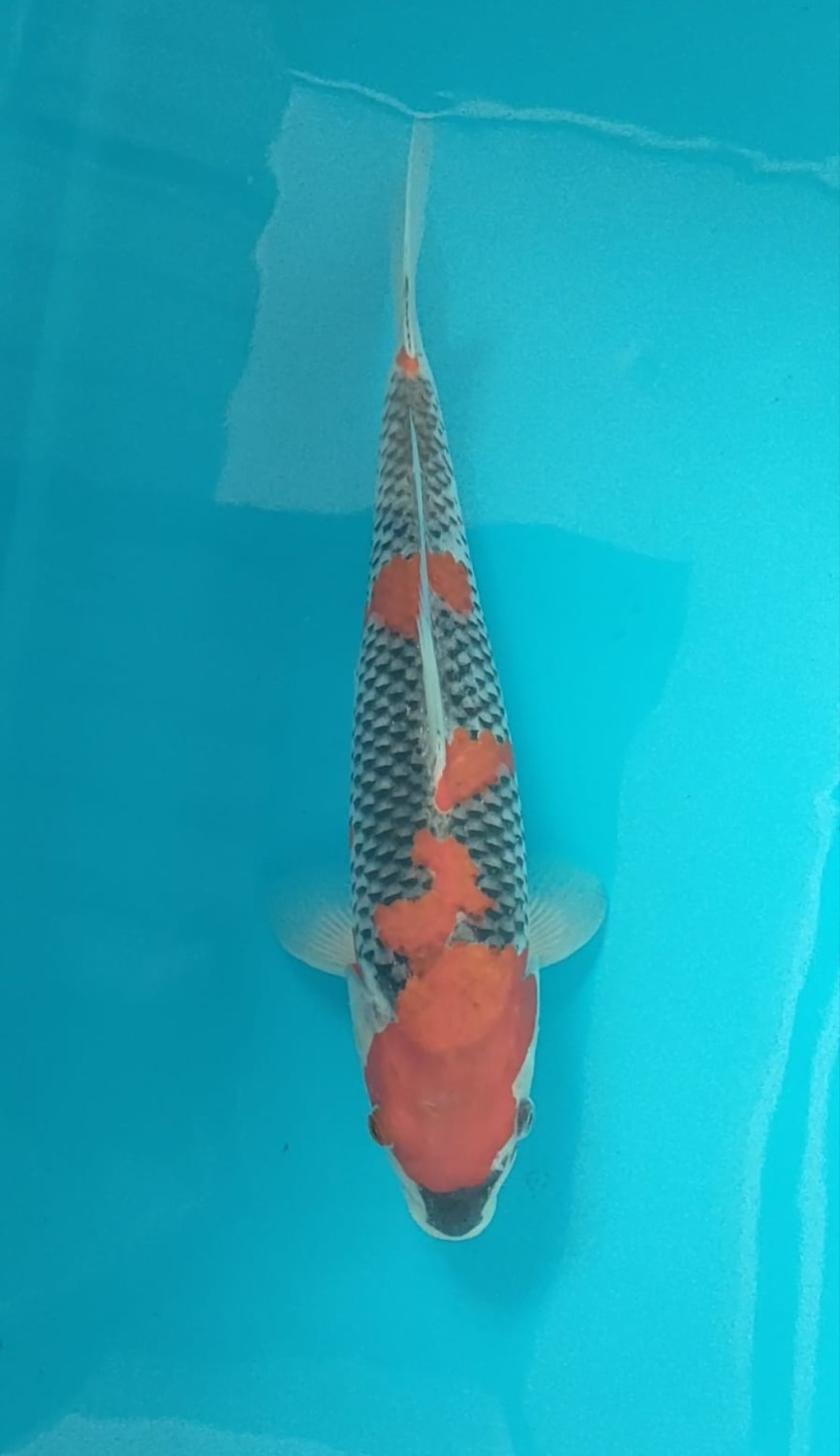Juara 3