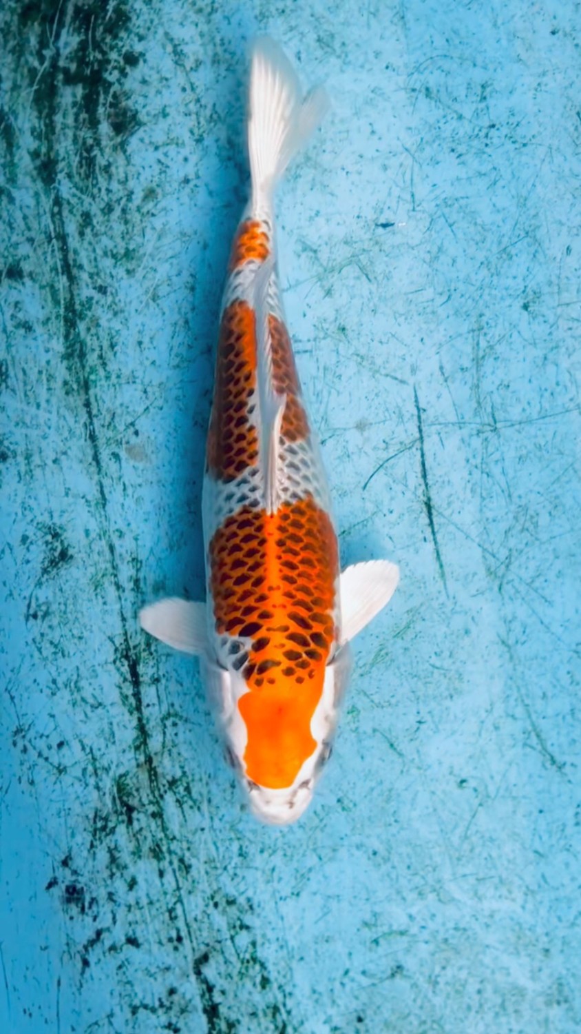 Juara 2