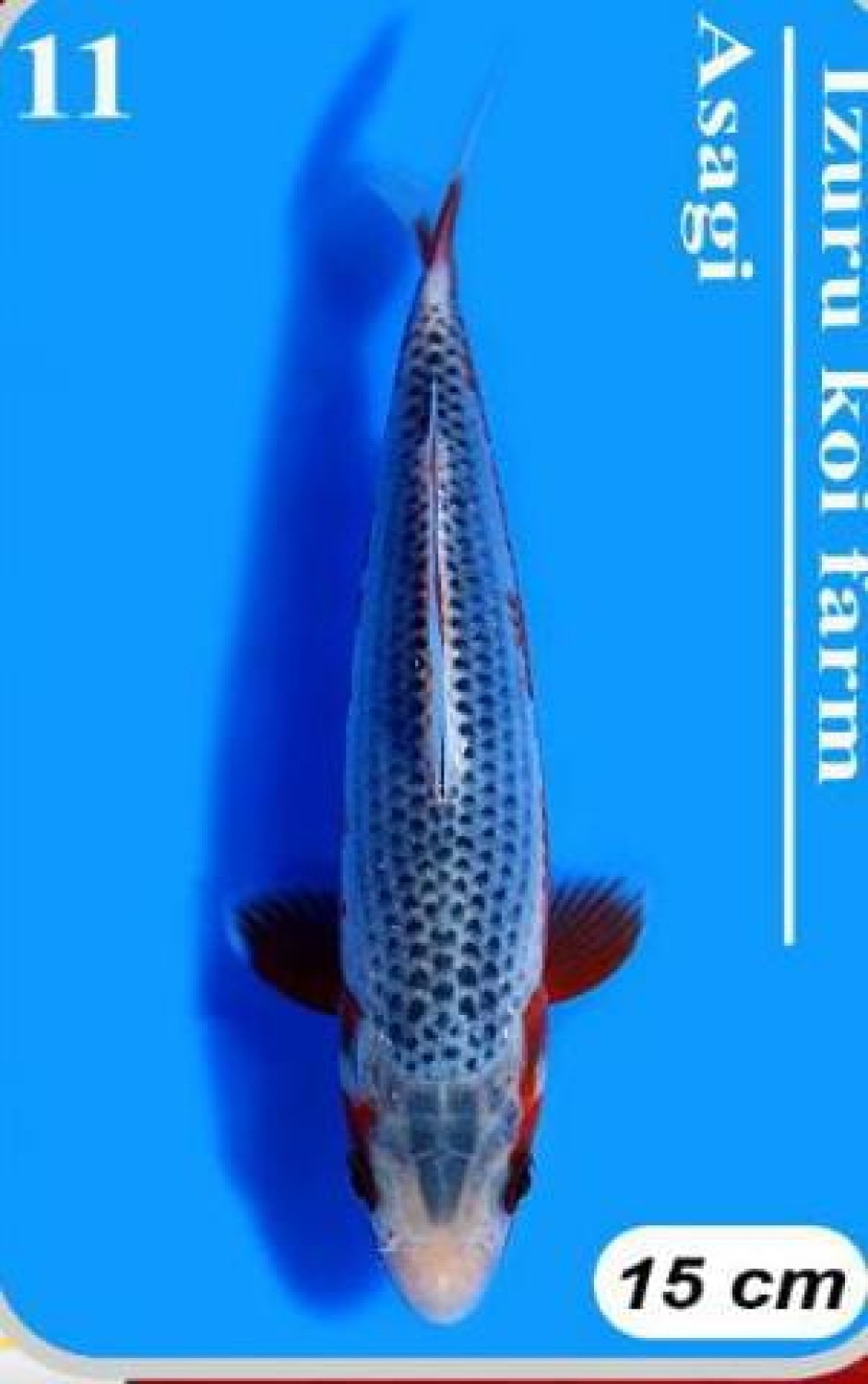 Juara 5