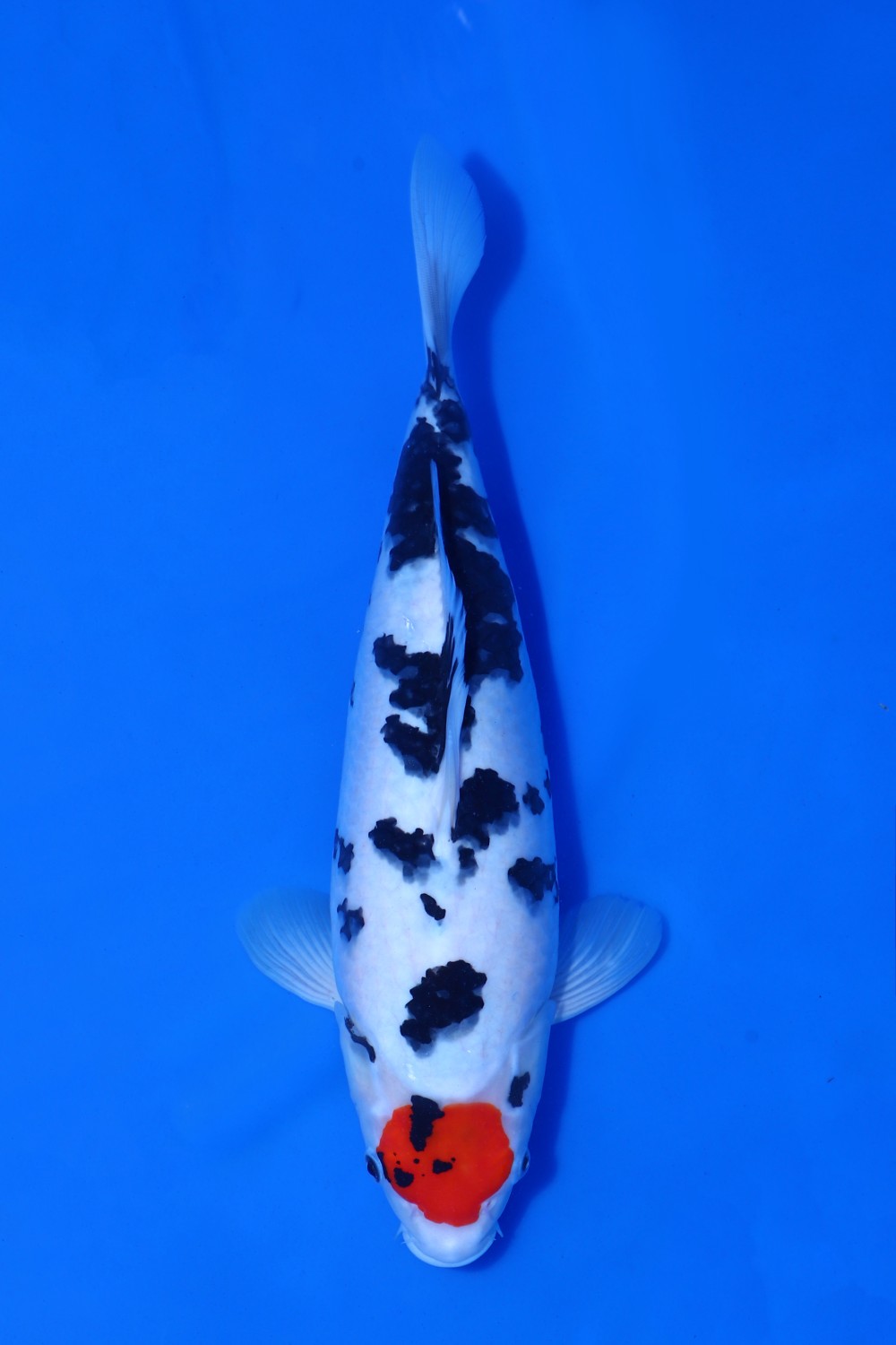 Juara 4