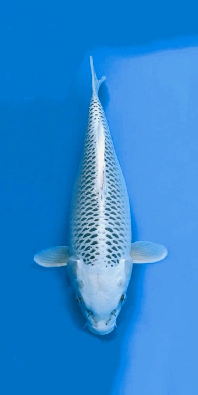 Juara 1