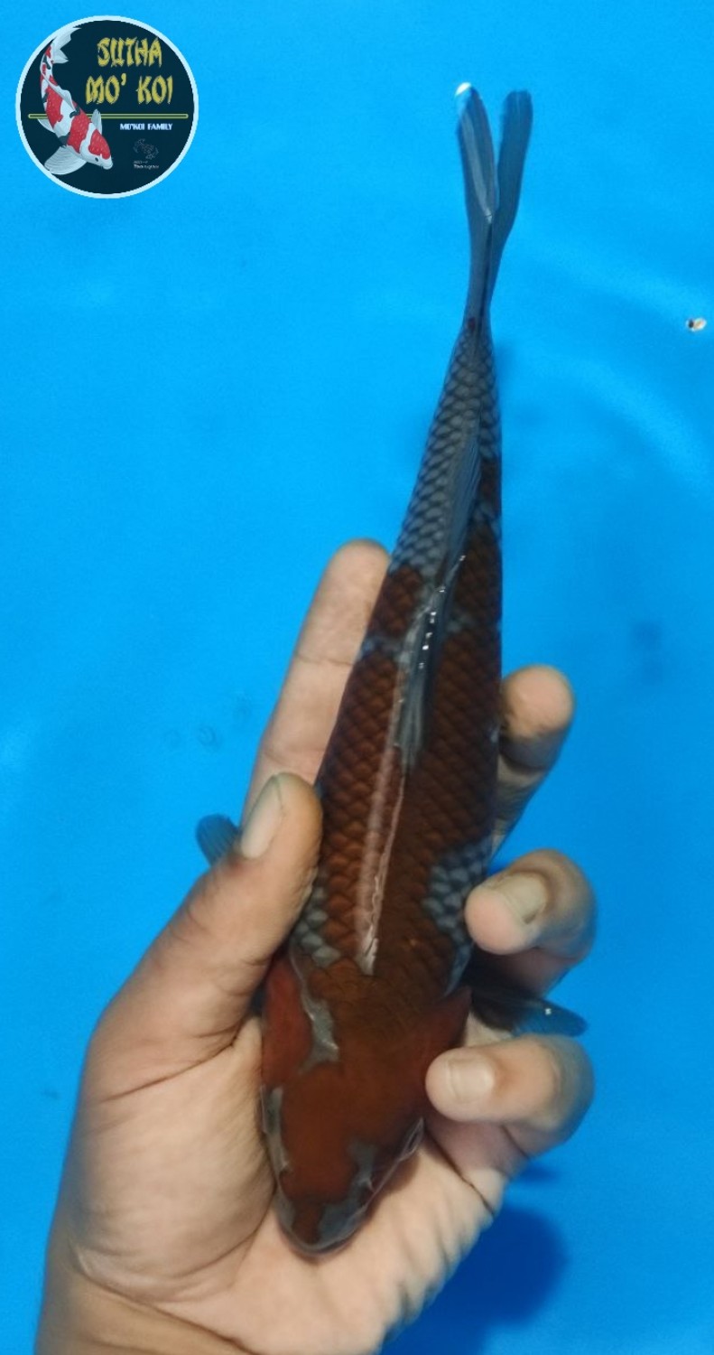 Juara 1