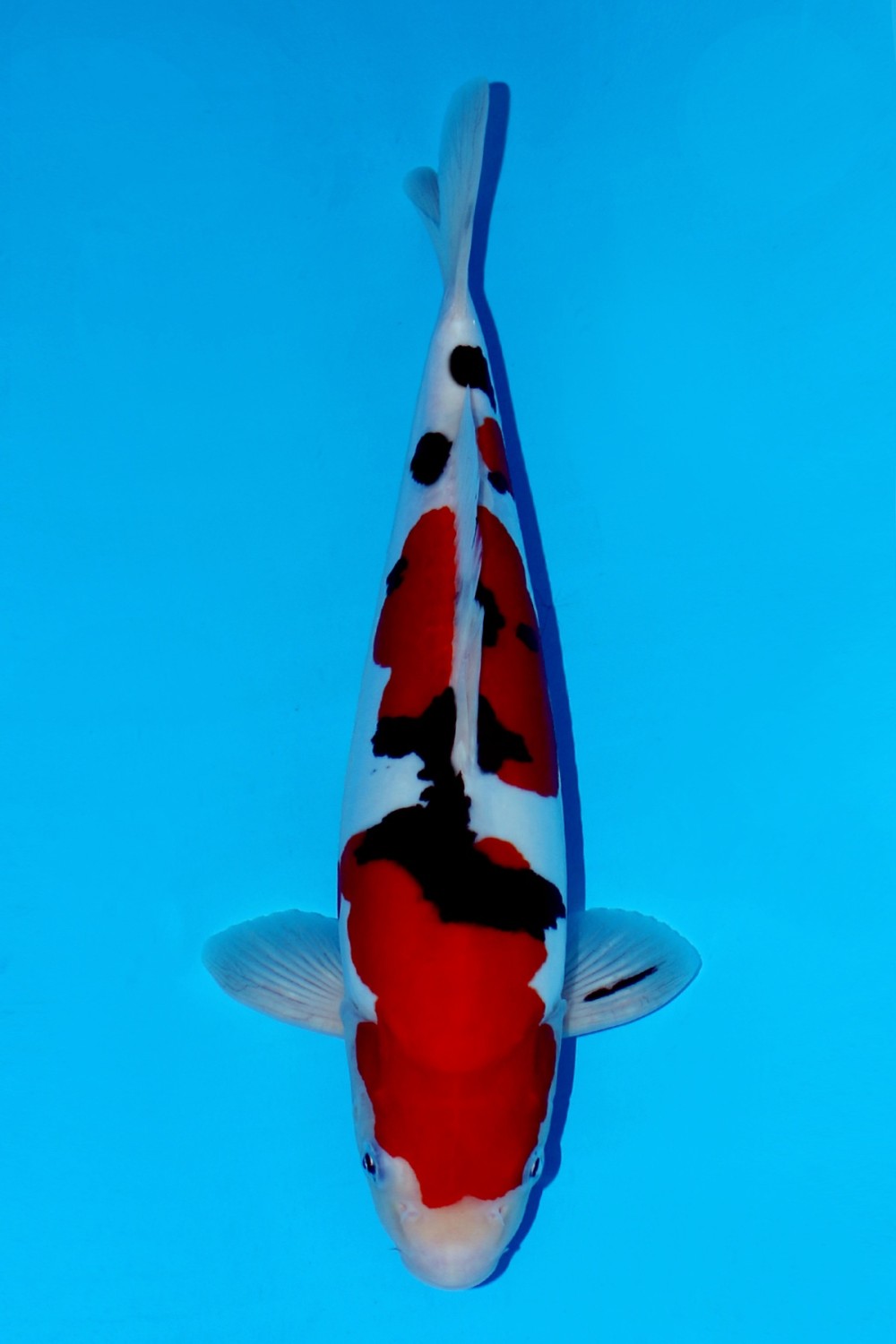 Juara 1