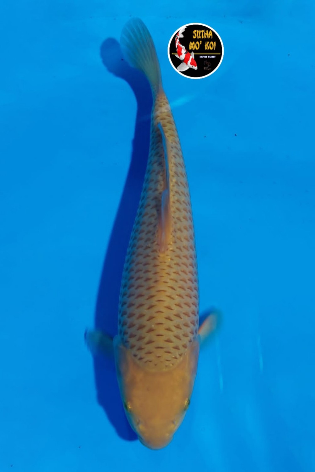 Juara 3