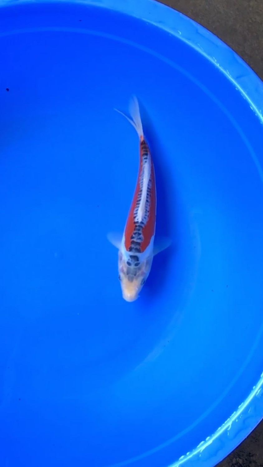 Juara 2