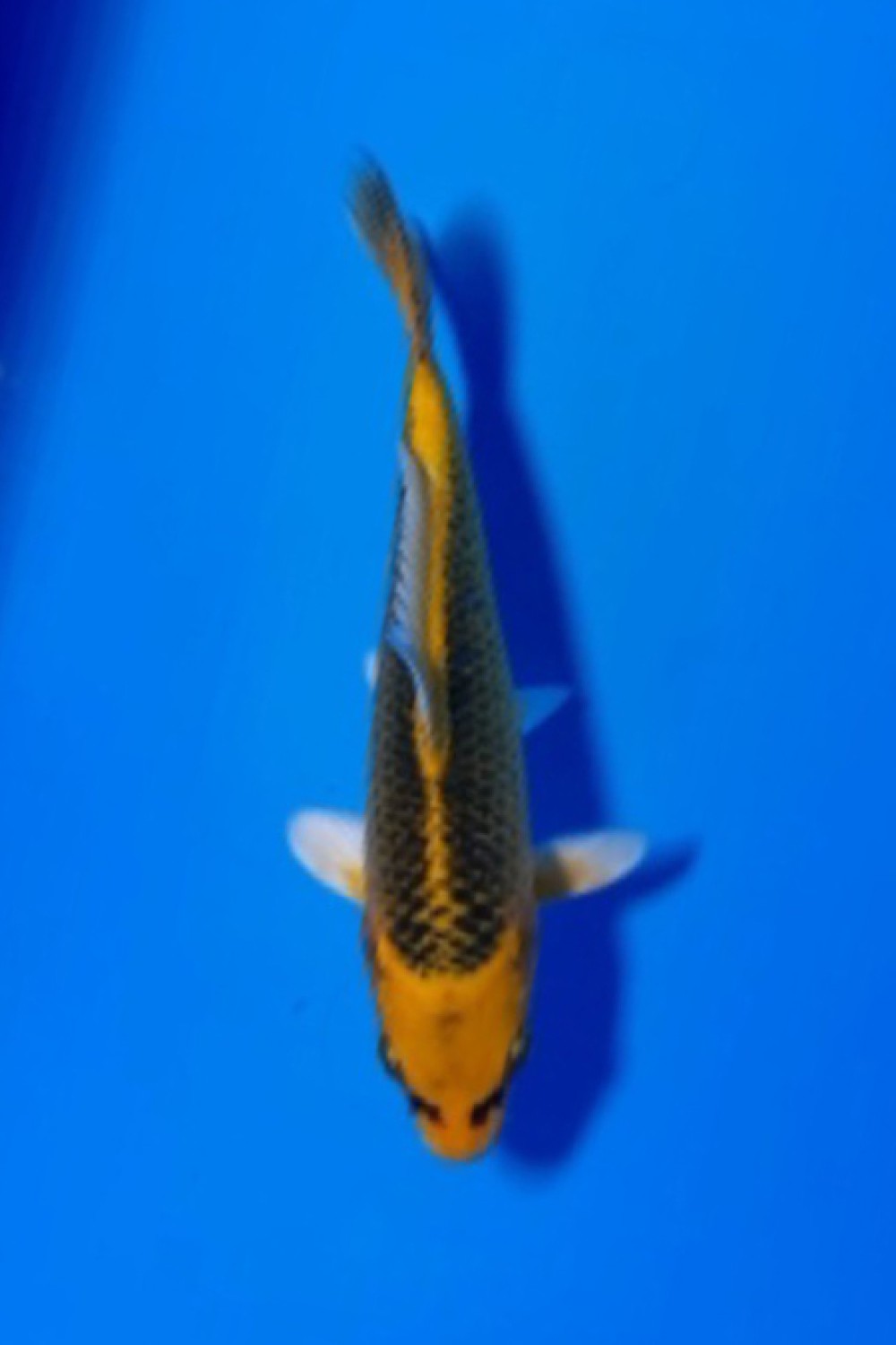 Ikan Koi Hikari Mujimono