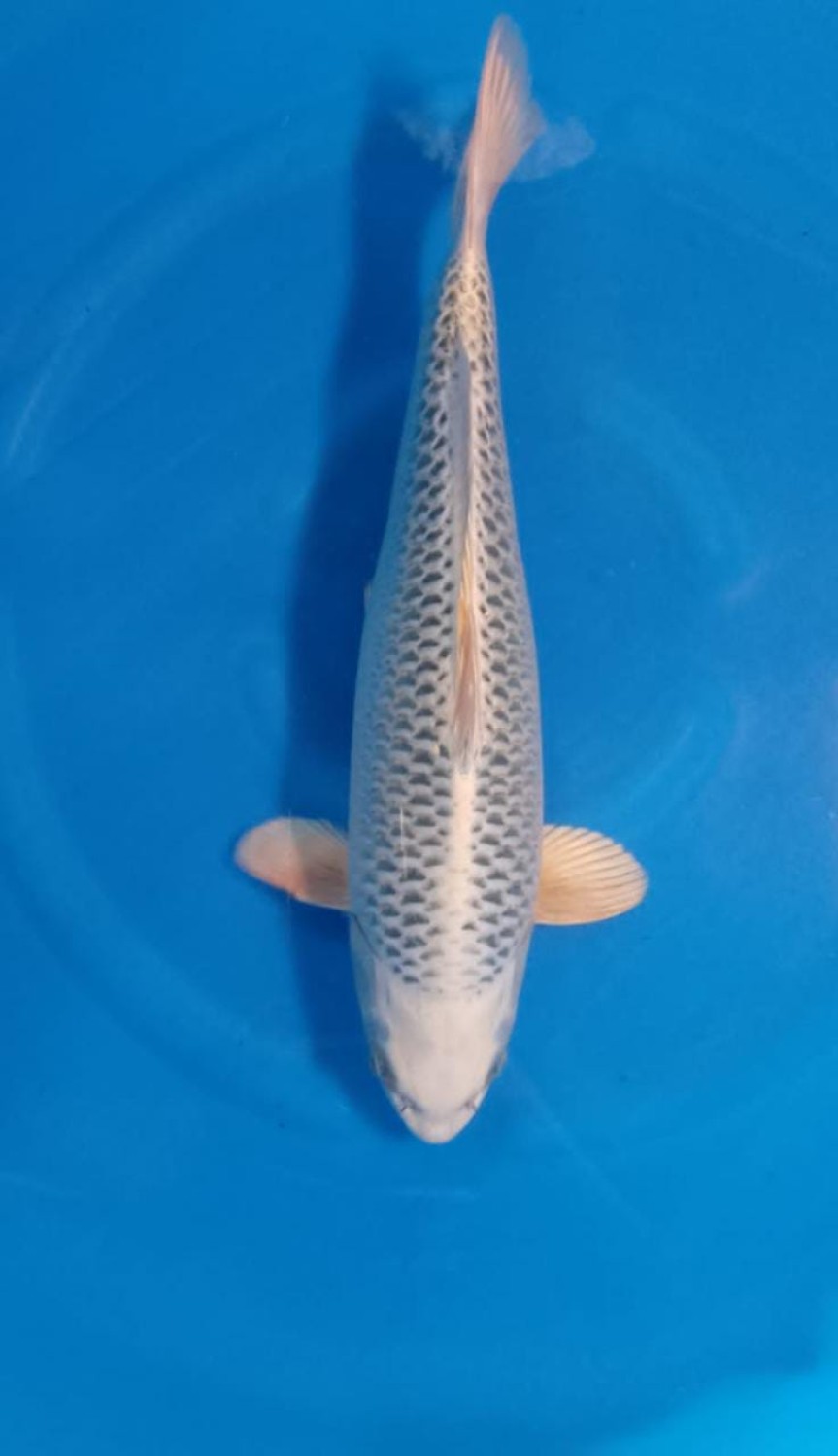 Juara 1