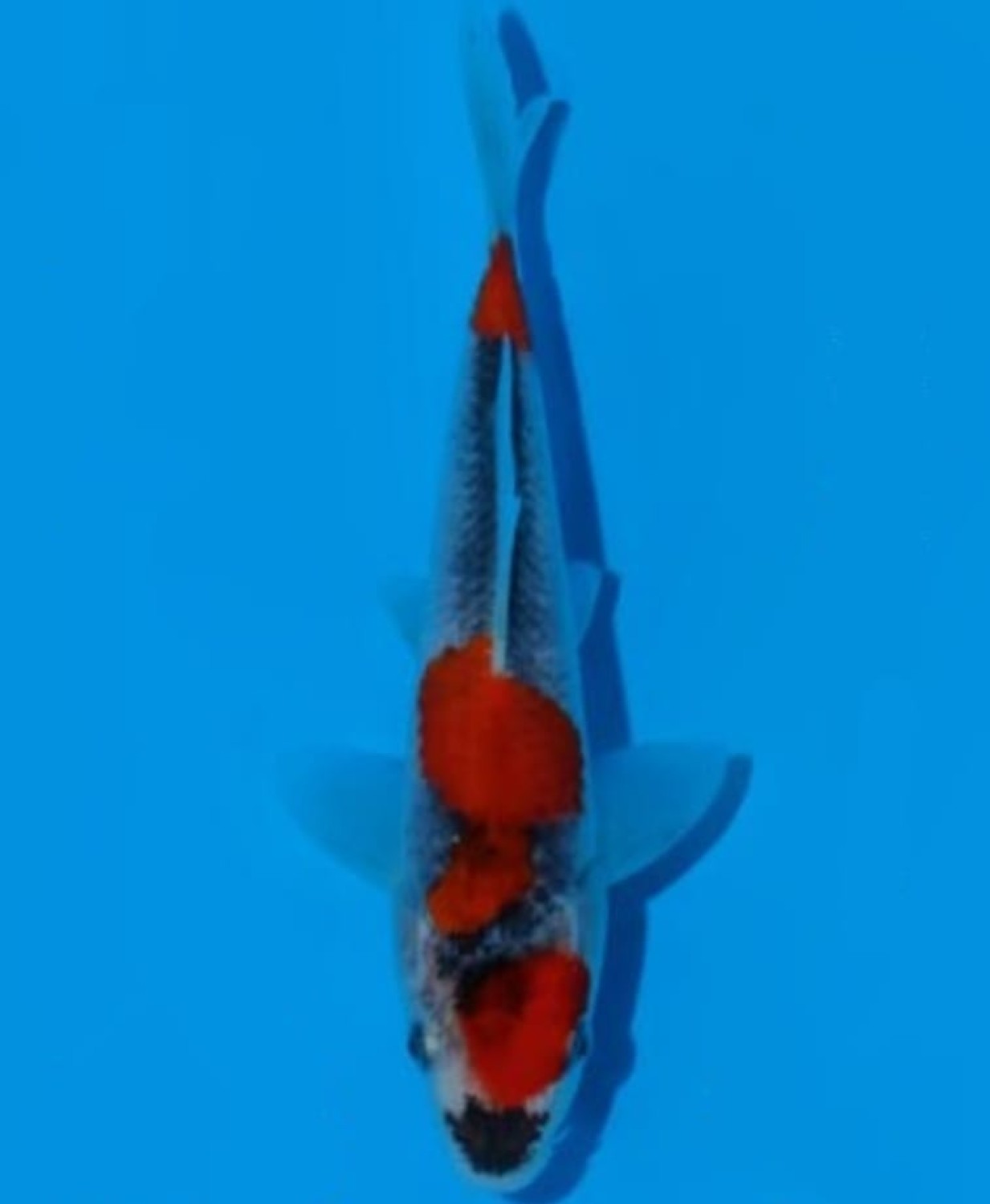 Juara 2