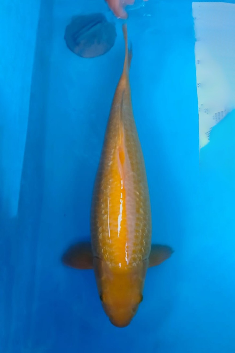 Juara 1