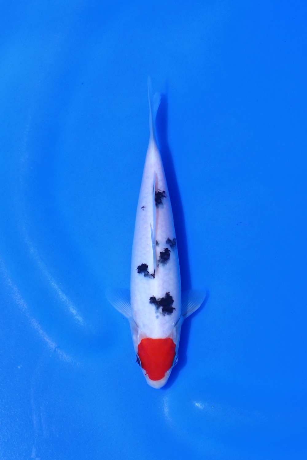 Juara 5