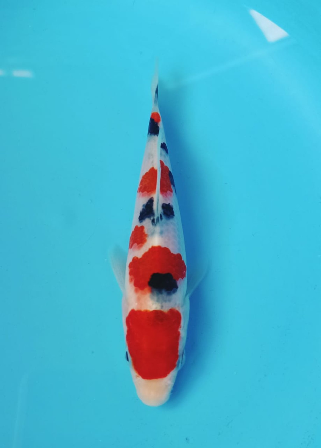 Best In Size A 1 - 12 cm