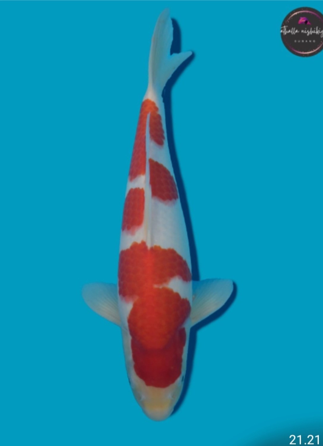 Juara 1