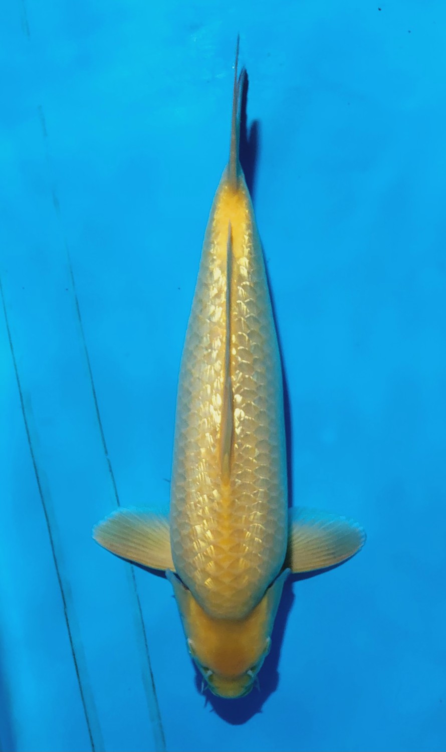 Juara 5