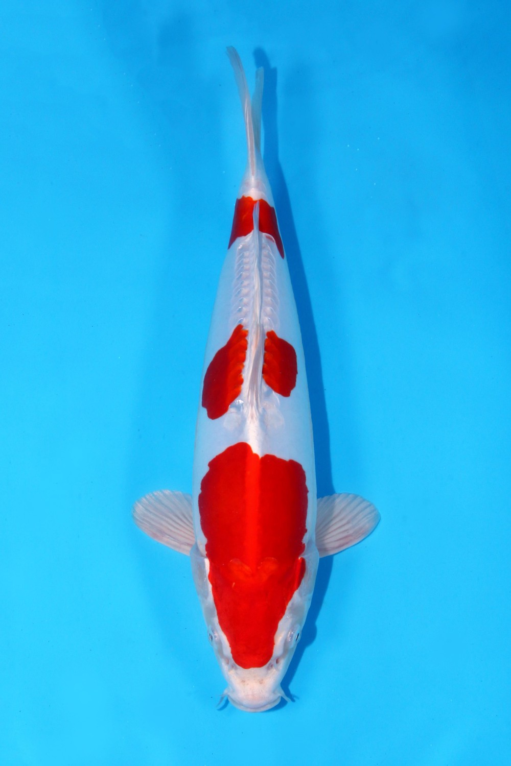 Juara 2