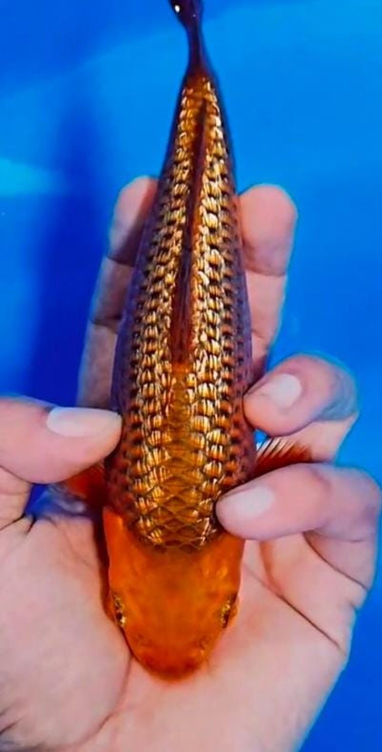 Juara 4