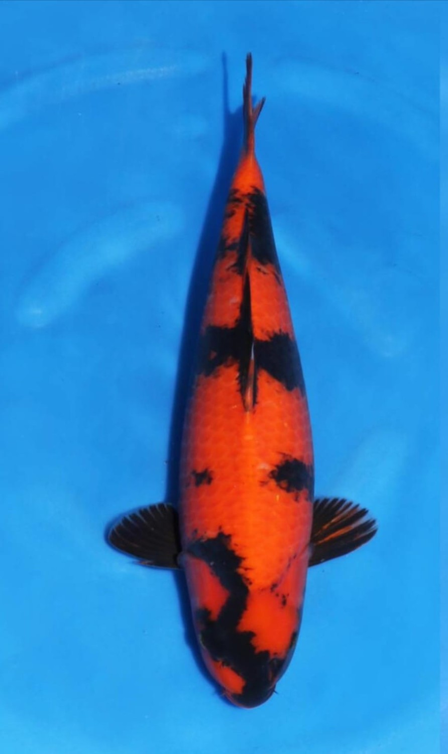 Best In Size D 51 - 55 cm