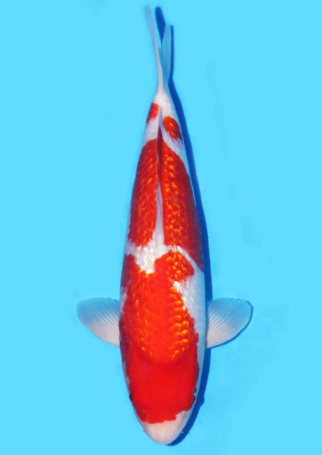 Juara 3
