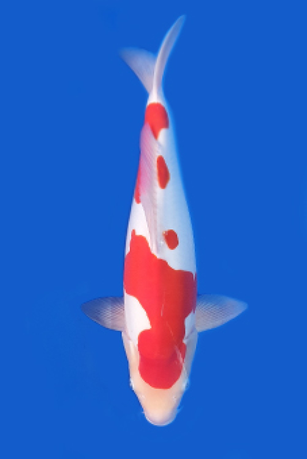 Juara 2