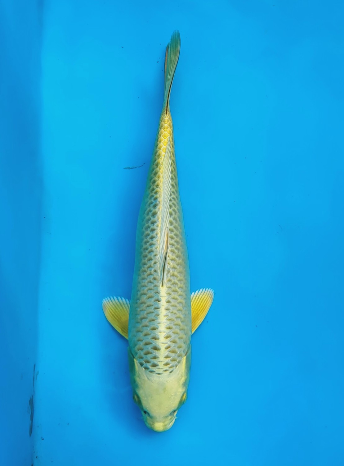 Juara 2
