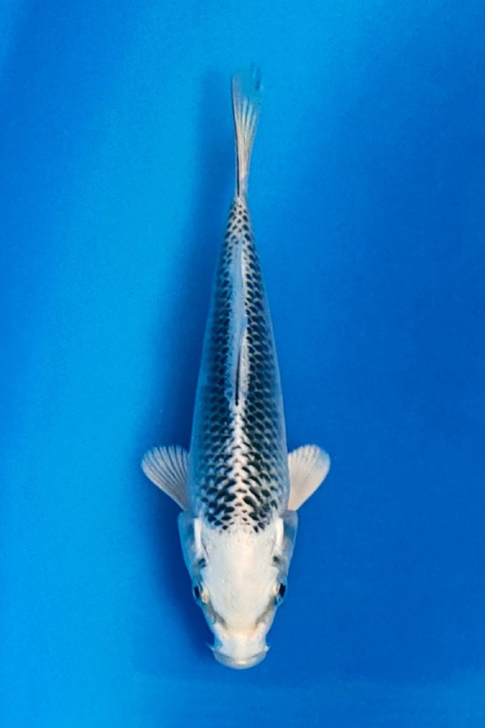 Juara 1