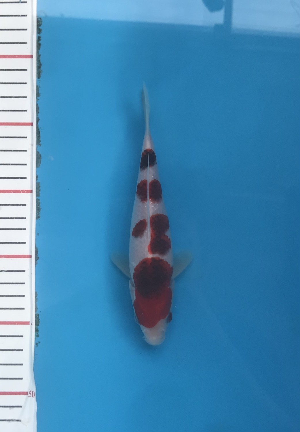 Best In Size C 16 - 20 cm