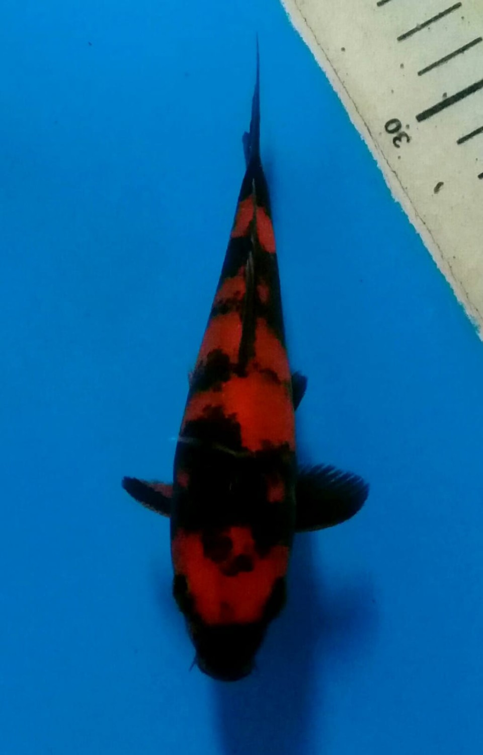 Juara 4