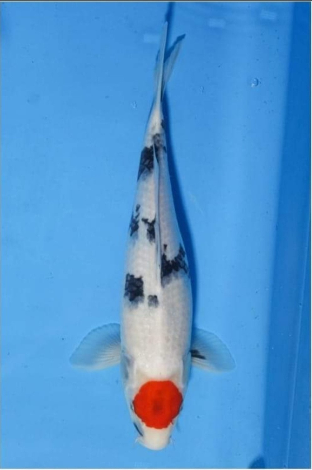 Juara 1