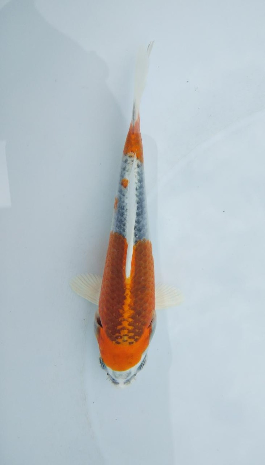 Juara 4