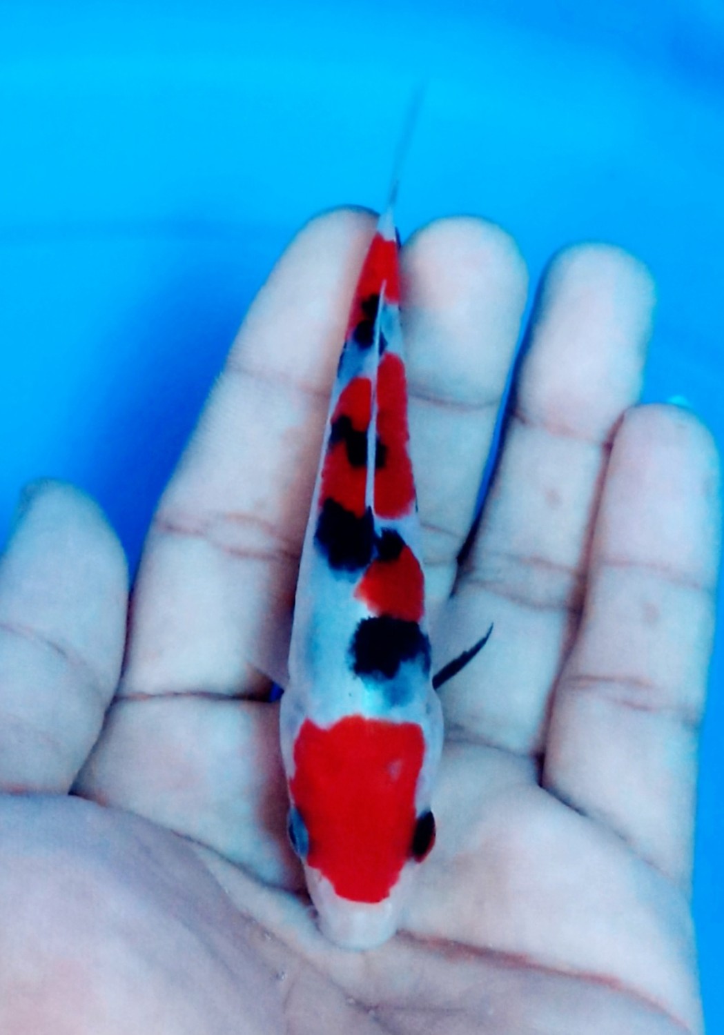 Juara 2