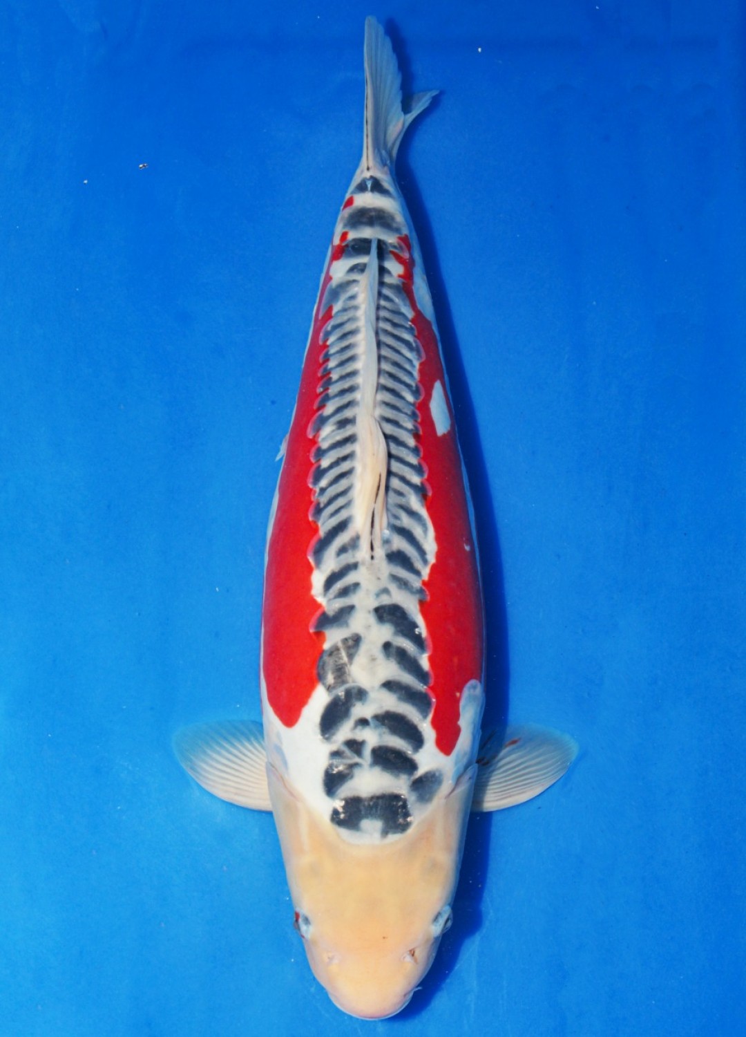 Juara 1