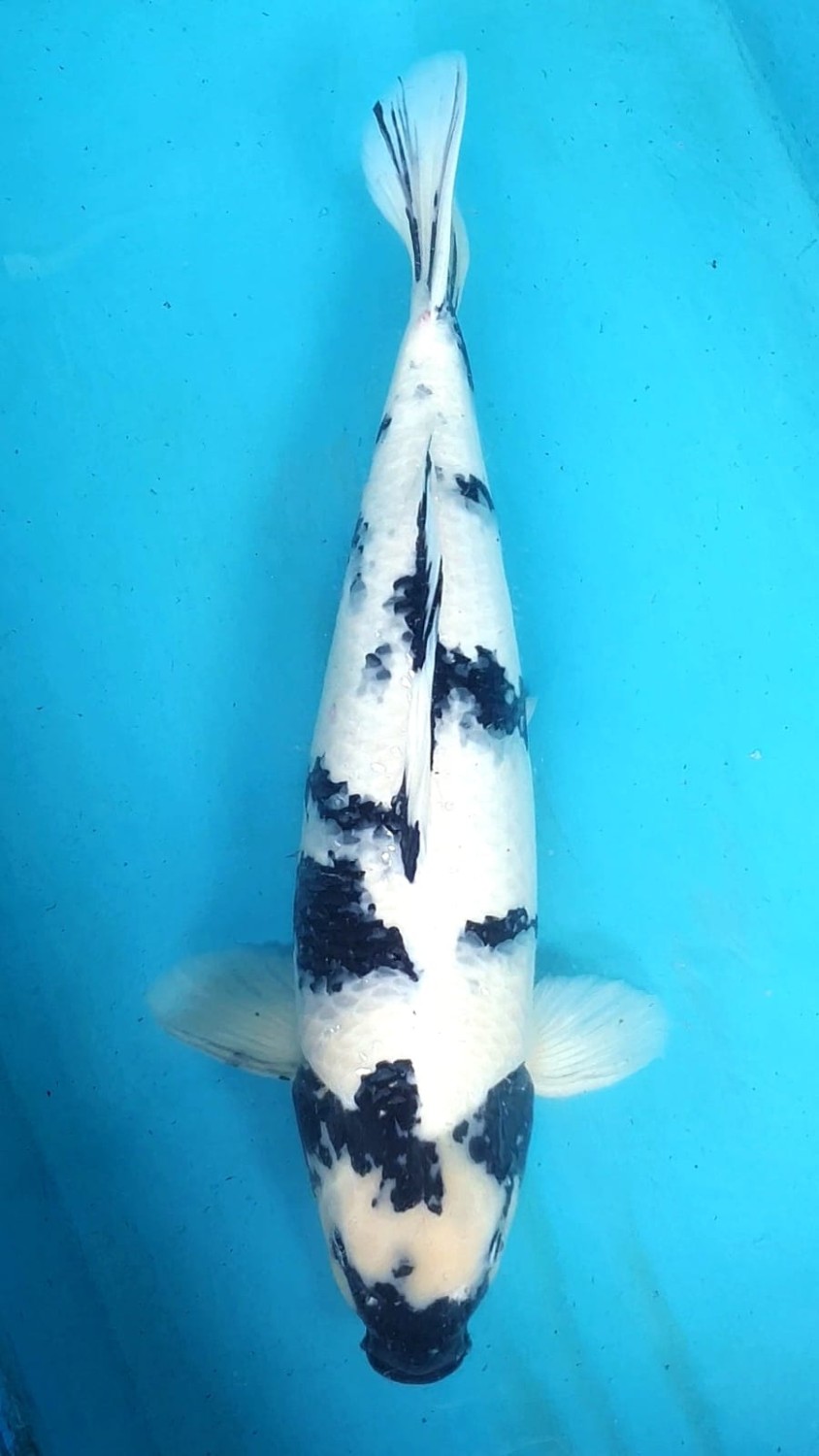 Juara 2