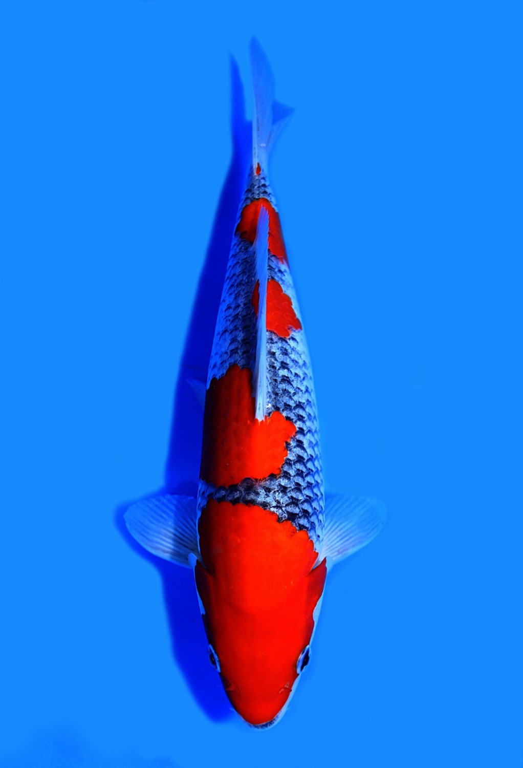 Juara 1