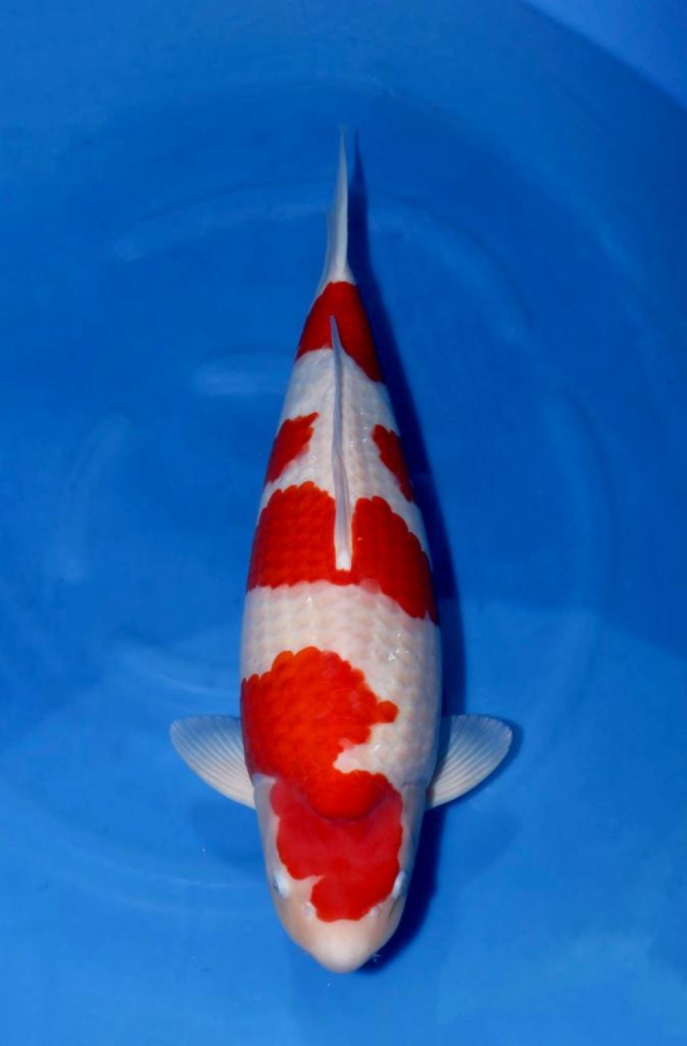 Best In Size A 61 - 65 cm